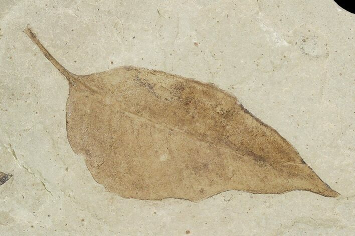 Fossil Leaf (Fraxinus)- Green River Formation, Utah #110392